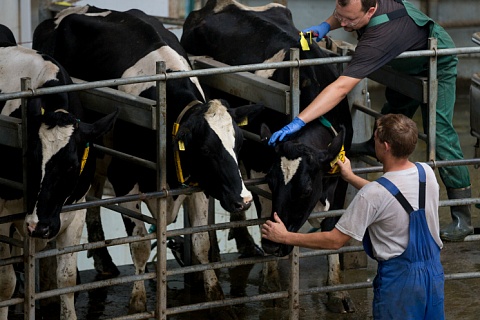В этом году «ЭкоНива» не произведет запланированный 1 млн тонн молока