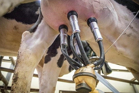 Индекс себестоимости производства молока в марте вырос на 1,2%