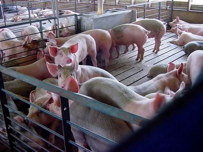 «Искра» построит свиноводческий комплекс на 12 тыс голов