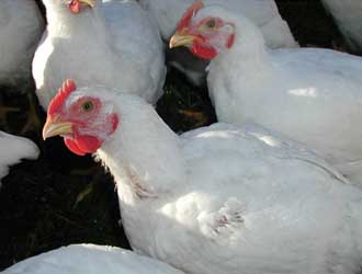 Челябинская область вышла на второе место в России по производству мяса птицы