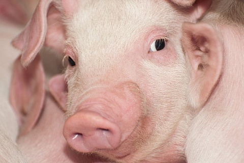 Доля рынка топ-20 производителей свинины продолжила увеличиваться