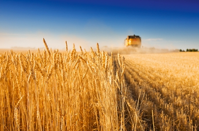 Урожай зерновых — снова трехзначный