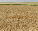 Урожай зерна составит 70?75 млн т