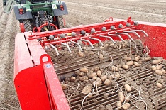 Сбор товарного картофеля в этом году вырастет
