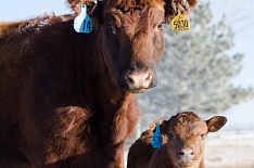 Сектор мясного скотоводства вырос в семь раз