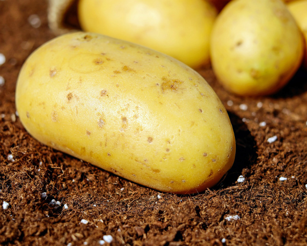 Сельхозпредприятия увеличивают свою долю в&nbsp;производстве картофеля