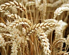 МСХ ожидает урожай зерновых на уровне 75 млн т