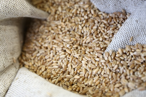 «Русагротранс»: Россия может возобновить экспорт пшеницы в Индию