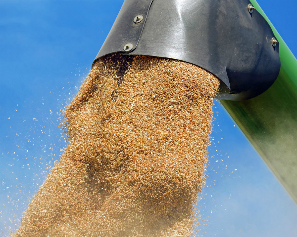 Экспортные цены на пшеницу за неделю выросли на 3,2%