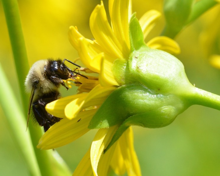 Мухи заменяют пчел при опылении растений в Арктике