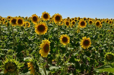Французские инвесторы заинтересовались сельским хозяйством Крыма