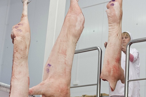 Российские свиноводы за первое полугодие увеличили экспорт на 40%