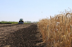 «Мираторг» займется производством семян