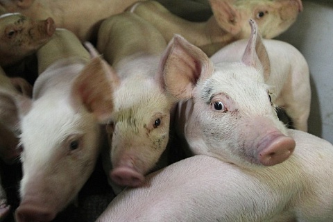 По итогам года производство свинины может вырасти на 5%
