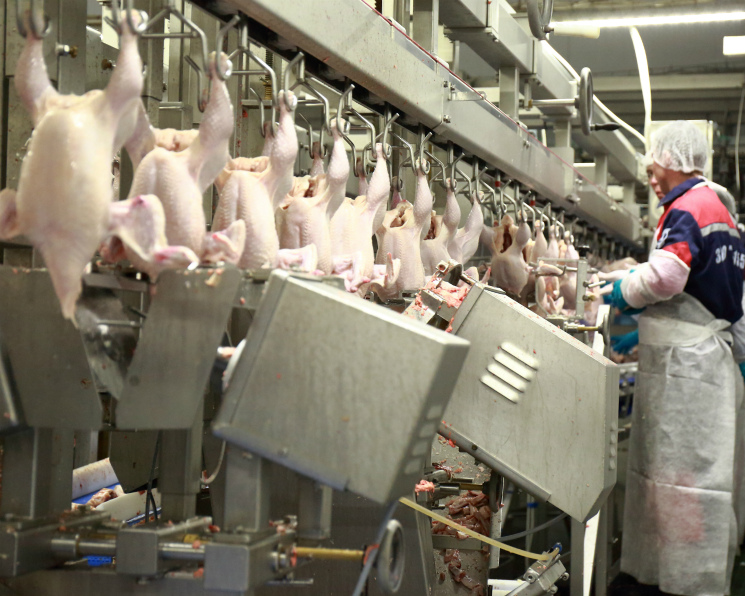 Производство мяса птицы превысит 4,9 млн тонн