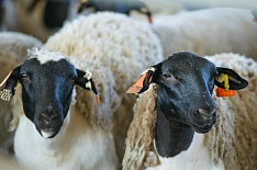 «Мираторг» удвоил стадо овец