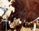 В Свердловской области началось формирование плембазы коров породы Герефорд