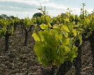 Крым заложит 500 гектаров виноградников в 2016 году