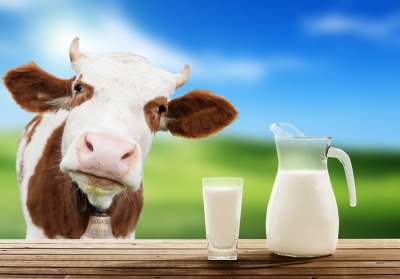 Органическое молоко не лучше обычного