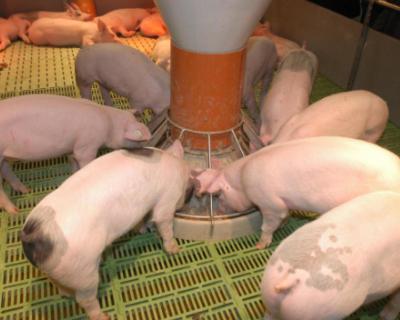 Тайская компания арендует свинокомплексы в Подмосковье