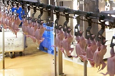 Производство мяса птицы в январе снизилось на 3,8%