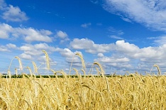 Direct.Farm бесплатно поможет аграриям с продажами зерна