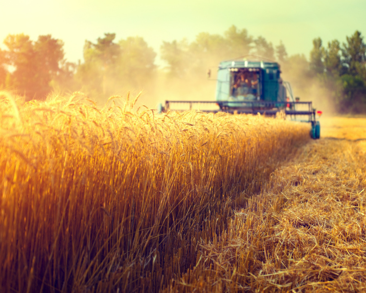 Ячмень дороже пшеницы. Почему в этом сезоне сложилась такая аномалия