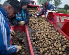 Урожай картофеля в 2016 году мог быть на четверть ниже данных Росстата