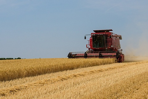 «СовЭкон» сообщил о рекордно низких темпах уборки пшеницы
