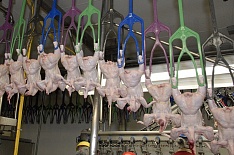 Производство мяса птицы в феврале продолжило падать