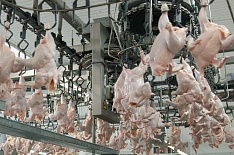 В 2019 году производство мяса бройлера может сократиться