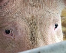 Белоруссия и Казахстан ограничили ввоз говядины и свинины