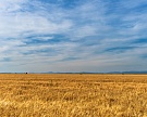 Производство пшеницы в Сирии сократилось вдвое