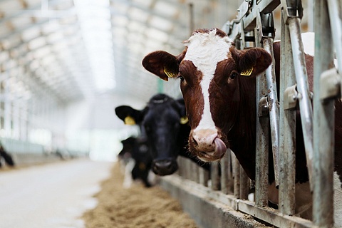«Эко-Нива» сохранила лидерство по объему производства молока-сырья