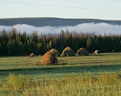 Якутские селекционеры вывели новые сорта кормового гороха, ржи и злаковых трав