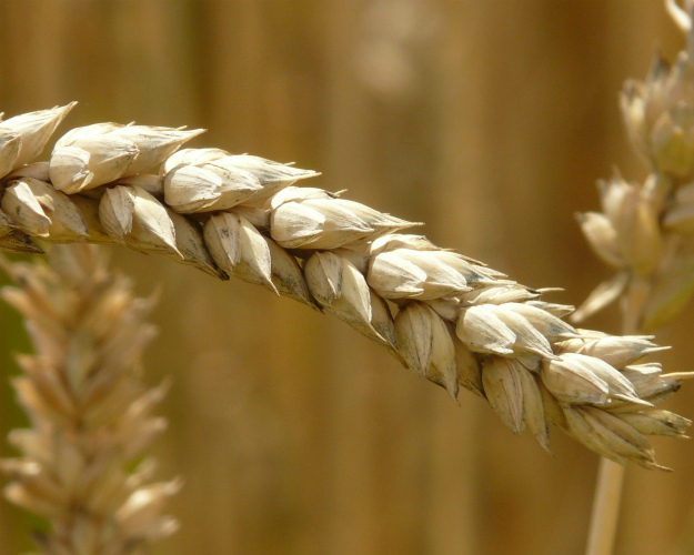 Россия выходит в лидеры по производству зерна