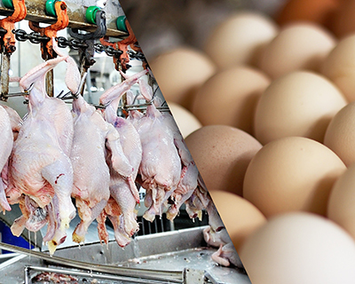 Яичные птицефабрики начинают производить мясо бройлера в надежде повысить доходность