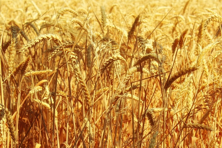 Партнерский материал. Российский зерновой союз приглашает на «Grain Session-30»
