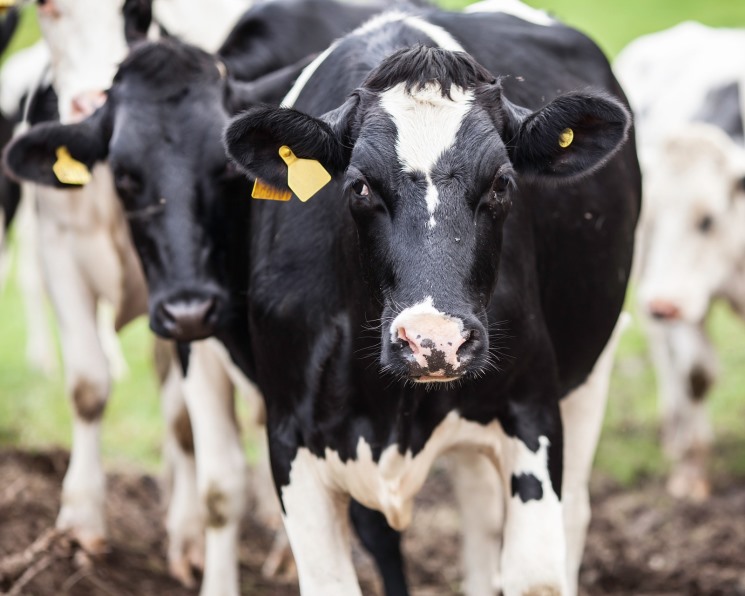 Партнерский материал. Компания Phileo запустила программу Milk Profit — программа повышения производительности молочных коров — набор гибких продуктов, учитывающих особенности каждого этапа лактации
