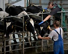 Россия может восполнить дефицит молока через 20-25 лет