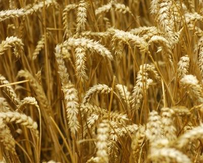 Июльский фьючерс на пшеницу снизился за неделю на 3%