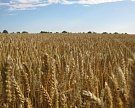 Минсельхоз: цены на зерно стабильны