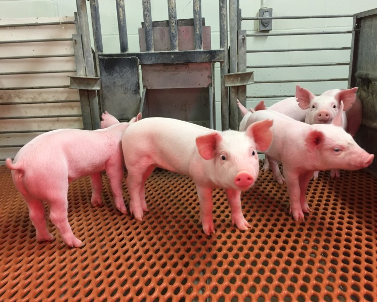 Выведены устойчивые к вирусу TGEV свиньи
