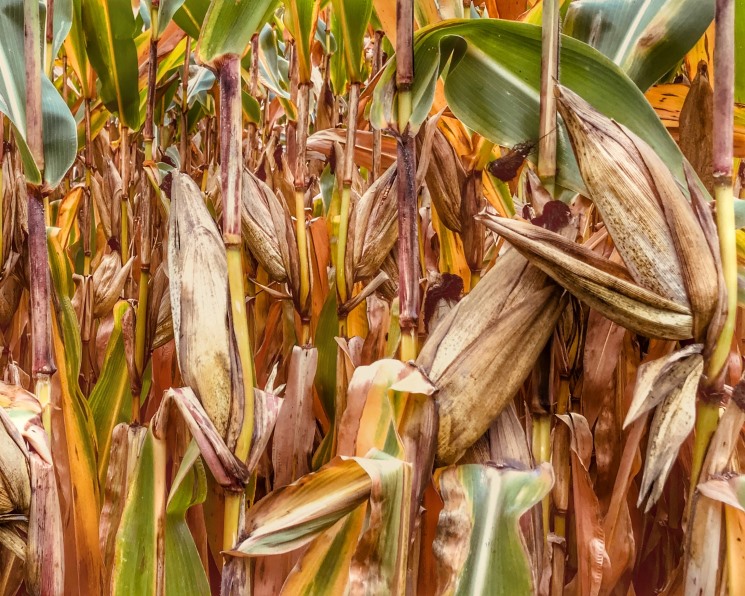 «Царица полей» сдает позиции? Урожай кукурузы в этом году может стать самым низким за последние пять лет