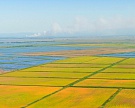 Краснодарский край планирует вернуть в оборот 10 тыс. га рисовых полей