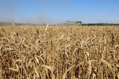 Урожай зерна все еще может обновить рекорд