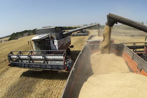 Россельхознадзор предложил перераспределить квоту на поставки зерна между экспортерами