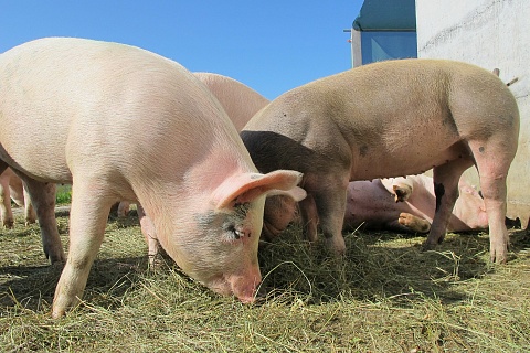 «Сибагро» планирует купить свиноводческий комплекс в Белгородской области