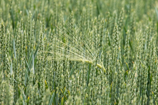 «Сюкден» засеял зерновыми 50 тысяч гектаров