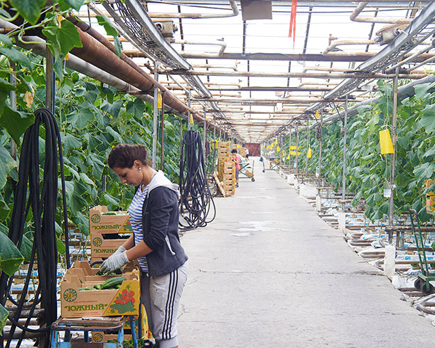 В&nbsp;прошлом году комплекс получил урожай почти 46 тысяч тонн овощей